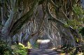 Belfast Dark Hedges